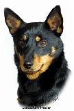 Lancashire Heeler 9W085D-093_2